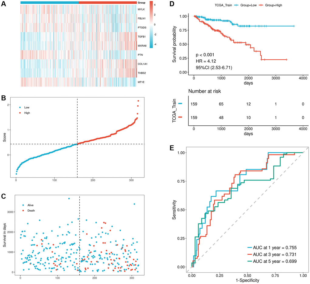 Validation of prognostic performance of the model using TCGA training set. (A–C) Risk triad plots of TCGA training set, including heatmap of model gene expression in risk score groups, scatter plot of risk scores, and scatter plot of survival time, with red representing high-risk group and blue representing low-risk group; (D) KM curve of TCGA training set; (E) ROC curve of TCGA training set.