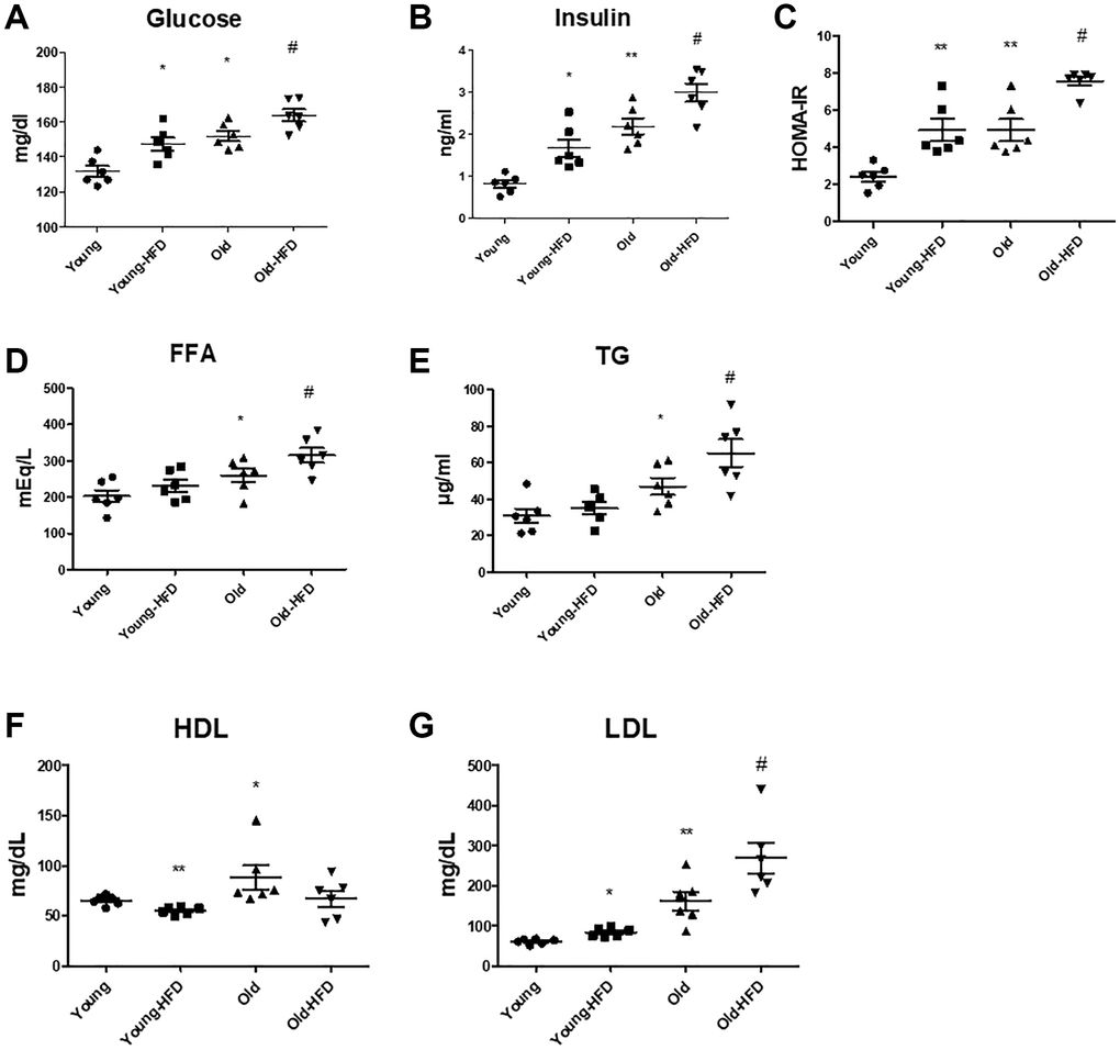 Aging-related serum changes in insulin resistance and lipogenesis. (A) Glucose levels, (B) insulin levels, and (C) HOMA-IR scores were determined. (D) FFA (free fatty acid), (E) TG, (F) HDL, and (G) LDL levels in the serum of HFD-fed aged rats (each n = 6). Results of one-factor ANOVA: *p **p #p 