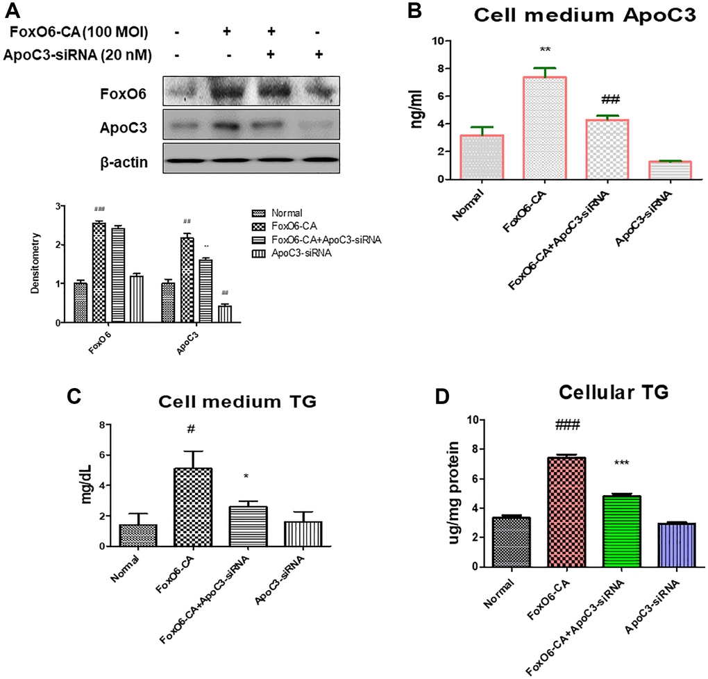 Deficiency of ApoC3 suppressed FoxO6-mediated lipid accumulation in AC2F liver cells. (A) AC2F cells were transiently transfected with ApoC3-siRNA (20 nM) for 24 h with or without FoxO6 (100 MOI). Cells were analyzed using western blotting using antibodies against FoxO6, ApoC3, and β-actin. Bars in the densitometry data represent the mean ± S.E., and significance was determined using one-factor ANOVA: #p ##p ###p **p B) Levels of ApoC3 were determined in the media of the cells. Three independent experiments were performed and similar results were obtained. Results of one-factor ANOVA: **p  ##p C) TG level of the media from FoxO6 with ApoC3-siRNA-treated cells. (D) Cellular TG concentration, after transfected cells were pre-incubated with ApoC3-siRNA (20 nM) for 24 h with or without FoxO6 (100 MOI), was measured using a colorimetric assay. Results of one-factor ANOVA: #p ###p  *p ***p 