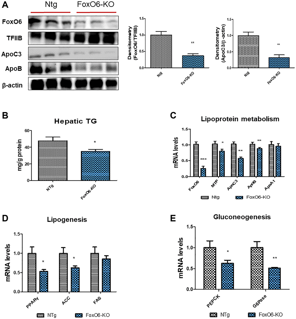 FoxO6 regulates hepatic lipid accumulation in FoxO6-KO mice. Mice were fed a high-fat diet at 4 weeks of age for 12 weeks (n = 6). (A) Western blotting was performed to examine the protein levels of FoxO6, ApoC3, and ApoB in the liver of FoxO6-KO mice. TFIIB was the loading control of the nuclear fractions, whereas β-actin was the loading control of the cytosolic fractions. Results are representative of three independent experiments. Bars in densitometry data represent the mean ± S.E, and significance was determined using one-factor ANOVA: **p B) Hepatic TG levels in FoxO6-KO mice. One representative result of three experiments yielding similar outcomes for each protein is shown. Results of one-factor ANOVA: *p C) Real-time PCR analyses were performed to measure the mRNA levels of FoxO6, MTP, ApoC3, ApoB, and ApoA1. Three independent experiments were performed and similar results were obtained. Results of one-factor ANOVA: *p **p ***p D) Real-time PCR analyses were performed to measure the mRNA levels of PPARγ, ACC, and FAS. Results of one-factor ANOVA: *p E) Real-time PCR analyses were performed for measuring the mRNA levels of PEPCK, and G6Pase. Result of one-factor ANOVA: **p 