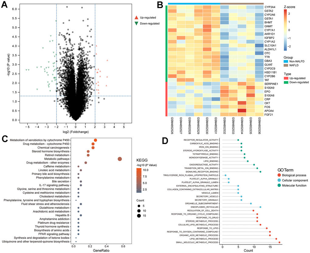Screening of FRDEGs from NAFLD. (A) Volcano map of DEGs. (B) Heat plot showed the normalized expression profile of 29 FRDEGs obtained from the overlap of DEGs in NAFLD and fatty acid oxidation related genes from GeneCards. (C, D) Functional enrichment analysis of FRDEGs in KEGG and GO.