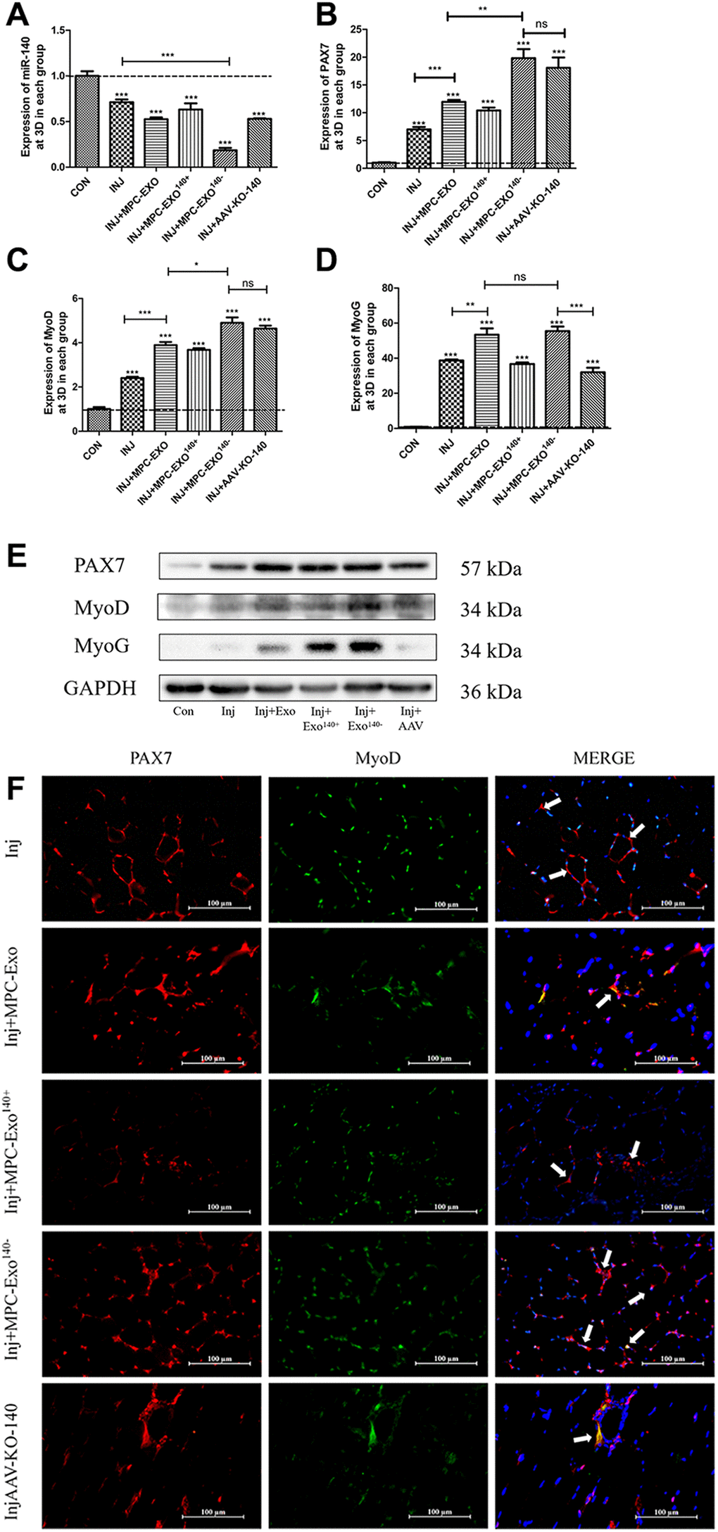 MPC-Exo and MPC-Exo140− activate muscle satellite cells to promote repair of gastrocnemius muscle injury. (A–C) and (D) show the mRNA expression changes (fold change) of miR-140-5p and muscle regeneration-related factors Pax7, MyoD, and myogenin after two interventions with MPC-EVs on the injured muscle. (E) presents changes in protein expression. (F) displays the impact of MPC-EVs on muscle satellite cells postinjury: activated SCs are characterized by the coexpression of Pax7+/MyoD+ (Figure 4F). The marked locations in the figure show that in the injury group, SCs enter an activated state stimulated by stress signals and move from the cell pool to between damaged muscle fibers. In the injected myogenic extracellular vesicle group, there was a significant increase in activated SCs around the muscle fibers. In the injected MPC-Exo140+ group, miR-140-5p mimics antagonize the activation effect of MPC-Exo on SCs, resulting in a significant decrease in the number of Pax7+/MyoD+ cells. In the injected MPC-Exo140− group and the AAV-KO-140 group, there was a significant increase in activated SCs. This suggests that under the intervention of miR-140-5p inhibitors, Pax7 and its downstream gene MyoD are activated in SCs, promoting SC proliferation (Scale bar in 100 μm). Different letters between bars mean P ≤ 0.05 analyses followed by non-paired Student’s t-test. nsp > 0.05, *p **p ***p 