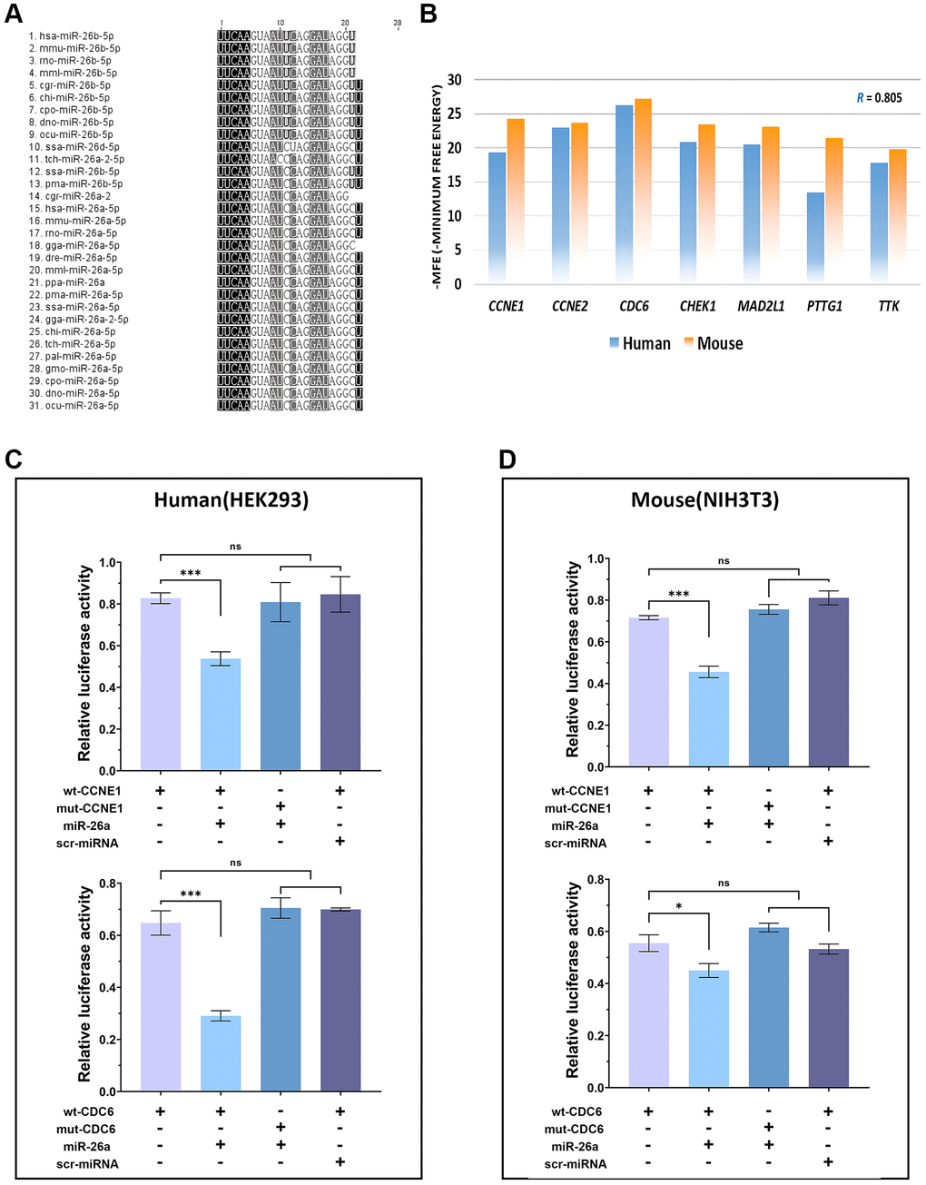 Verification of cross-species conservation of the miR-26a-5/CDC6/CCNE1 axis. (A) Multiple sequence alignment of orthologous miRNAs in the miR-26 family. (B) Comparison of the minimum free energy of miR-26a-5p at the 3′UTR binding sites of target genes between humans (blue columns) and mice (orange columns). (C, D) Dual-luciferase reporter assay of target genes of miR-26a-5p and statistical analysis of the relative fluorescence intensity of each transfection group. The data are presented as the mean ± SD (n = 3). *p ***p 