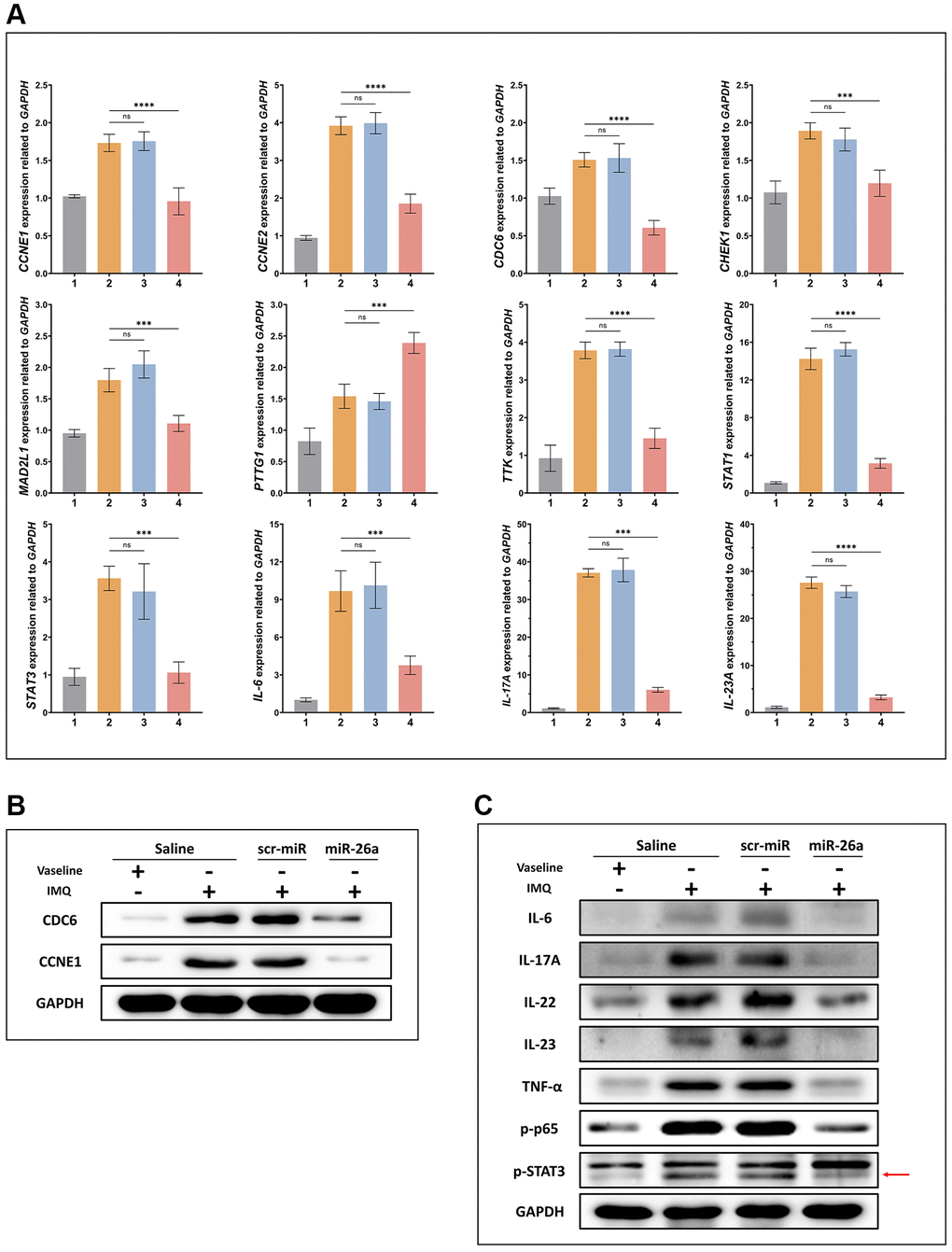 Expression of proteins and genes related to psoriasis. (A) mRNA expression of CDC6, CCNE1, and representative genes of the IL-23/IL-17A/STAT3 axis was detected in the IMQ-induced mouse model using qRT-PCR. (B, C) The protein expression of CDC6, CCNE1, and representative genes of the IL-23/IL-17A/STAT3 axis was examined in the IMQ-induced mouse model using Western blotting. The data are presented as the mean ± SD (n = 5). *p **p ***p ****p 