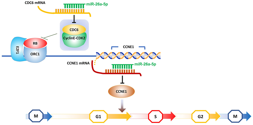 Schematic showing the hypothesized model of miR-26a-5p double interference on CCNE1 transcription.
