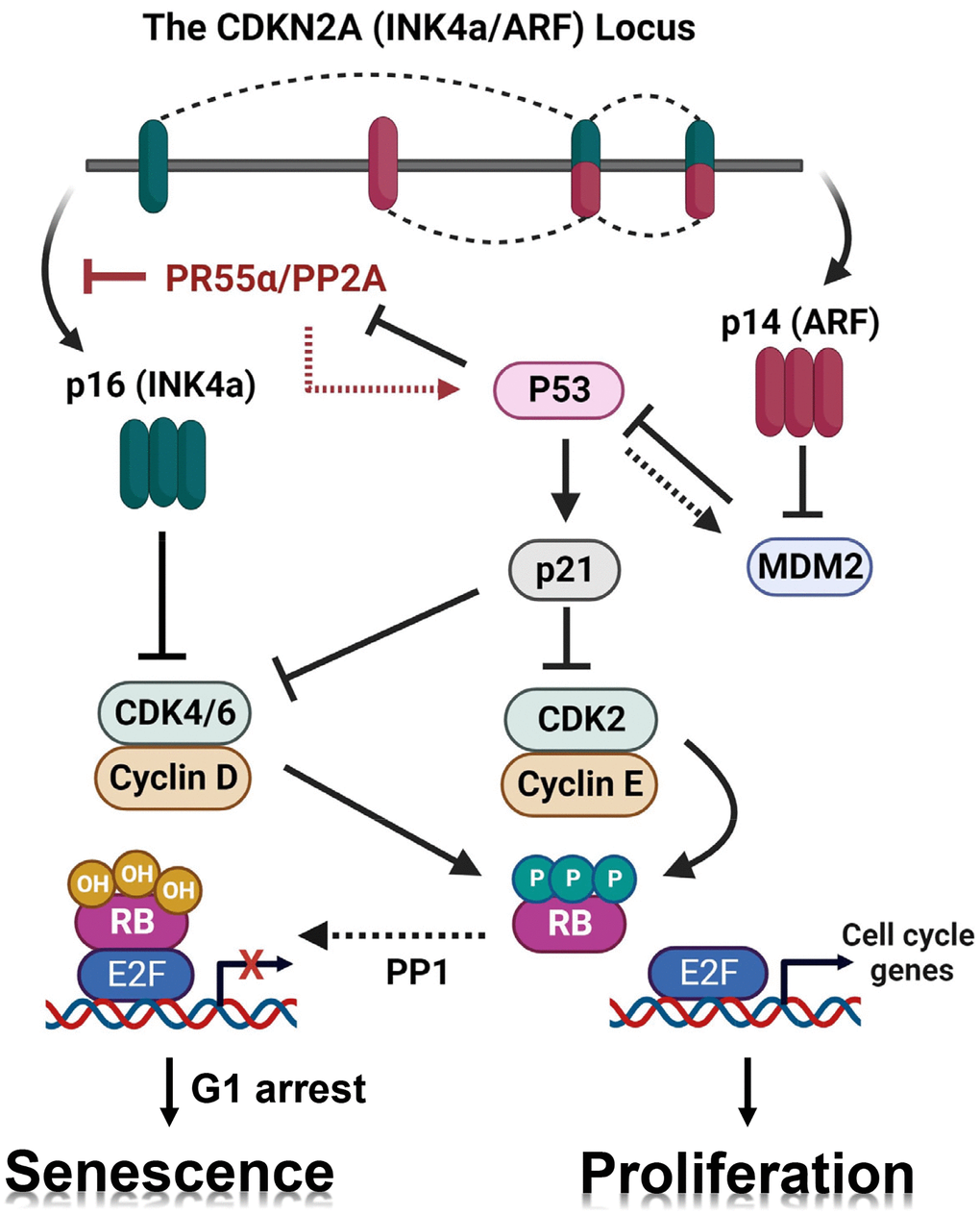 Working model for the regulation of the p16/RB pathway and senescence induction by PR55α. Black lines depict our current understanding of the respective roles of the p16/RB and p53/p21 pathways in the promotion of cellular senescence in response to genotoxic stressors [83, 84]. The CDKN2A locus produces both the p16 (INK4a) and p14 (ARF) proteins using both separate promoters and alternative splicing. The p16 protein blocks the CDK4/6 kinases leading to RB activation, which is required for G1 cell cycle arrest and senescence induction. The p14 protein stabilizes p53 by inhibiting the MDM2 E3 ubiquitin ligase, resulting in p21 (a p53 target gene) induction and subsequent inhibition of CDK2 and CDK4/6, which also leads to RB activation that promotes G1 cell cycle arrest and senescence. We have previously reported that p53 negatively regulates PR55α protein stability [28]. However, the p53 mutational status had no detectable impact on the effects of PR55α on the expression of p16 and induction of senescence by IR. Red lines depict novel findings presented in this report: (1) PR55α-controlled PP2A enhances IR-induced p53/p21 signaling and (2) PR55α inhibits p16 transcription independently of p53 function.