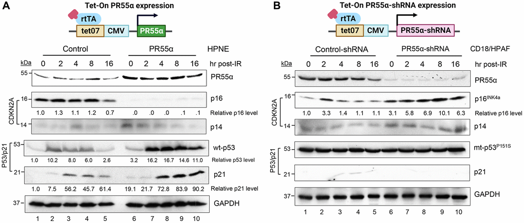 PR55α suppresses p16 protein expression in normal and cancer cells originating from the human exocrine pancreas. (A) Human pancreatic normal ductal (HPNE) cells were stably transduced with a retroviral vector expressing a Dox-inducible PR55α cDNA (PR55α). As a control, HPNE cells stably transduced with a relevant empty retroviral vector were included in the analysis (Control). Following the induction of ectopic PR55α expression by Dox (1 μg/ml) for 2 days, cells were exposed to 10 Gy of ionizing radiation (IR), incubated for the indicated hours, and analyzed by immunoblotting for the levels of p16, p14, p53, and p21. GAPDH in the lysates was measured as an internal control. (B) Human pancreatic ductal adenocarcinoma cells (CD18/HPAF) were stably transduced with a lentiviral vector expressing a Dox-inducible shRNA against either PR55α (PR55α-shRNA) or an irrelevant negative control (Control-shRNA). Following induction of the shRNA with Dox (2 μg/ml) for 5 days, the cells were exposed to 10 Gy IR, incubated for the indicated hours, and analyzed by immunoblotting for the levels of the indicated proteins. GAPDH in the lysates was again used as an internal control. The difference in the p16 levels between HPNE-Control and HPNE-PR55α cells, as well as between the CD18/HPAF-Control-shRNA and CD18/HPAF-PR55α-shRNA cells were determined to be statistically significant (HPNE-Control vs. HPNE-PR55α, p p = 0.004).