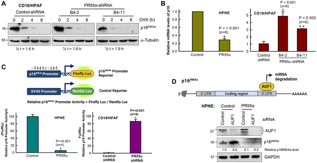 PR55α inhibits p16 expression by suppressing its mRNA transcription. (A) PR55α does not affect p16 protein stability. CD18/HPAF cells stably transduced with Dox-inducible PR55α-shRNA or Control-shRNA were cultivated in media containing 2 μg/ml Dox for 5 days to induce the shRNA, after which cells were exposed to cycloheximide (CHX, 15 μg/ml) to halt protein synthesis. Cell lysates collected at the indicated time points after CHX addition were analyzed for changes in p16 protein levels. The α-tubulin protein has a long half-life and was used as an internal control. Relative p16 protein levels were determined after normalization with the α-tubulin levels and these normalized values were used to calculate the protein half-life of p16. Half-lives were estimated by linear regression analysis of p16 normalized levels against time using SigmaPlot. (B) PR55α inhibits p16 mRNA expression. Left panel: HPNE expressing the Dox-inducible PR55α (HPNE/PR55α), or empty vector (HPNE/Control) was treated with Dox (1 μg/ml) for 3 days. Right panel: CD18/HPAF cells expressing the Dox-inducible PR55α shRNA (B4-2, B4-11) or Control shRNA (Control) were treated with Dox (2 μg/ml) for 5 days. At the end of each treatment, RNA was isolated and analyzed by quantitative RT-PCR for differences in p16 mRNA. The relative abundance of the p16 mRNA was calculated by normalizing the p16 mRNA levels with those of the GAPDH mRNA, with the data represented as mean ± S.D. (bar graphs). Statistical significance was calculated by a Student’s t-test (HPNE cells) or one-way ANOVA (CD18/HPAF). The difference with the Control group (n = 6/group) was determined to be statistically significant at *p **p C) PR55α suppresses p16 promoter activity. HPNE and CD18/HPAF cells in the presence/absence of ectopic PR55α and PR55α-shRNA expression, respectively, were co-transfected with a Firefly luciferase reporter under the control of the p16 promoter and a control Renilla luciferase reporter driven by the SV40 promoter. Two days after transfection, Firefly, and Renilla luciferase activities were measured separately in each lysate, as described in the Materials and Methods. p16 promoter activity was calculated by normalizing the activity of Firefly luciferase over that of Renilla luciferase. The graphs show relative p16 promoter activities in the indicated cell samples and are expressed as the mean ± S.D. of two independent experiments done in duplicates. *Statistically significant in a Student’s t-test with p D) HPNE/Control and HPNE/PR55α cells were incubated in the presence of 1 μg/ml Dox for 48 h to induce PR55α expression, after which cells were transfected with either a non-targeting siRNA (Control) or AUF1 siRNA. Two days later, cells were analyzed by immunoblotting for differences in levels of AUF1 and p16. GAPDH was used as an internal standard. The levels of p16 and GAPDH were quantified using Fiji-ImageJ software and relative p16 levels in the samples were determined after normalizing it with GAPDH levels.