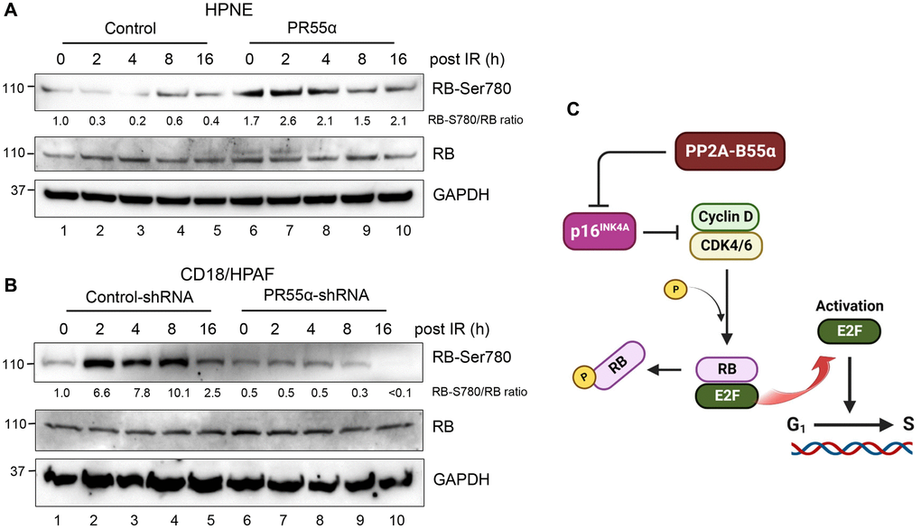 PR55α expression increases RB phosphorylation in normal and malignant pancreatic cells. (A) A schematic depiction of the regulation of the p16/RB cascade by PR55α-controlled PP2A enzymes. PR55α suppresses the expression of p16, which acts as the primary inhibitor of the CDK4/6 kinases that phosphorylate and inactivate RB, thereby resulting in its dissociation from the E2F transcriptional factor. The net effect of PR55α is promoting the G1/S transition by allowing the phosphorylation of RB and the release of E2F. (B) HPNE cells transduced with Dox-inducible PR55α, or control vector were incubated with 1 μg/ml Dox for 3 days to induce ectopic PR55α expression. The cells were exposed to 10 Gy IR and then incubated for the times indicated. Harvested cells were analyzed for RB-Ser708 phosphorylation, total RB level, and GAPDH (as an internal control). (C) CD18/HPAF-transduced with the Control or PR55α shRNA were incubated with 2 μg/ml Dox for 5 days to knockdown PR55α expression, after which cells were analyzed by immunoblotting for differences in RB-Ser708 phosphorylation, total RB, and GAPDH.