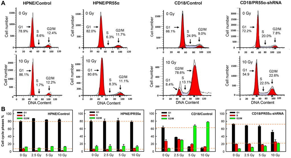 Effect of PR55α on the cell cycle response of normal and cancer cells to IR. Log-phase growing HPNE (Control- or PR55α-transduced) and CD18/HPAF cells (Control-shRNA or PR55α-shRNA transduced) were incubated in media containing 1 μg/ml Dox for 3 days and 2 μg/ml Dox for 5 days, respectively, to manipulate PR55α expression. The cells were exposed to IR at indicated doses, incubated for 24 hours, and then stained with propidium iodide (PI) and analyzed for DNA content using FACS. (A) Representative FACS analyses are shown. The location and percent of cells in the G1, S, and G2/M phases of the cell cycle are indicated by arrows. (B) Bar graphs depicting the percent cells in the G1, S, and G2/M phases of the cell cycle. Each bar represents the mean ± S.D. of two separate experiments, each done in duplicates.