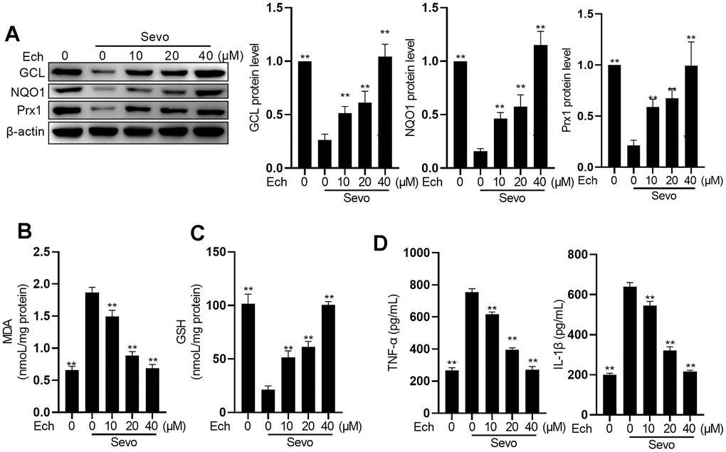Echinatin restrains sevoflurane-induced oxidative stress and inflammatory cytokines. HT22 cells were subjected to Echinatin treatment (0-40 μM) for a duration of 24 hours, followed by exposure to sevoflurane or control conditions. (A) Protein levels of GCL, NQO1, and Prx1 were measured by western blot. (B–D) The levels of MDA, GSH, TNF-α and IL-1β were measured by commercial kits. The data are presented as the mean ± SD. Ech, Echinatin; Sevo, sevoflurane. Compared with the Sevo+ Ech (0 μM) group, **P