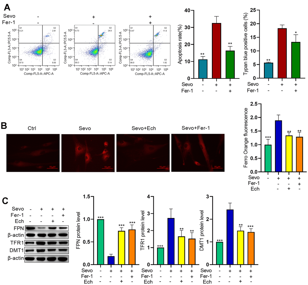 Echinatin inhibits sevoflurane-induced ferroptosis in HT22 cells. HT22 cells were subjected to Fer-1 (1 μM) treatment or Echinatin (40μM) treatment for 24 hours, followed by exposure to sevoflurane or control conditions. (A) Cell apoptosis was measured by flow cytometry. (B) Intracellular Fe2+ detected by FerroOrange. (C) Protein levels of FPN, TFR1, and DMT1 were measured by western blot. The data are presented as the mean ± SD. Compared with the Sevo group, *P