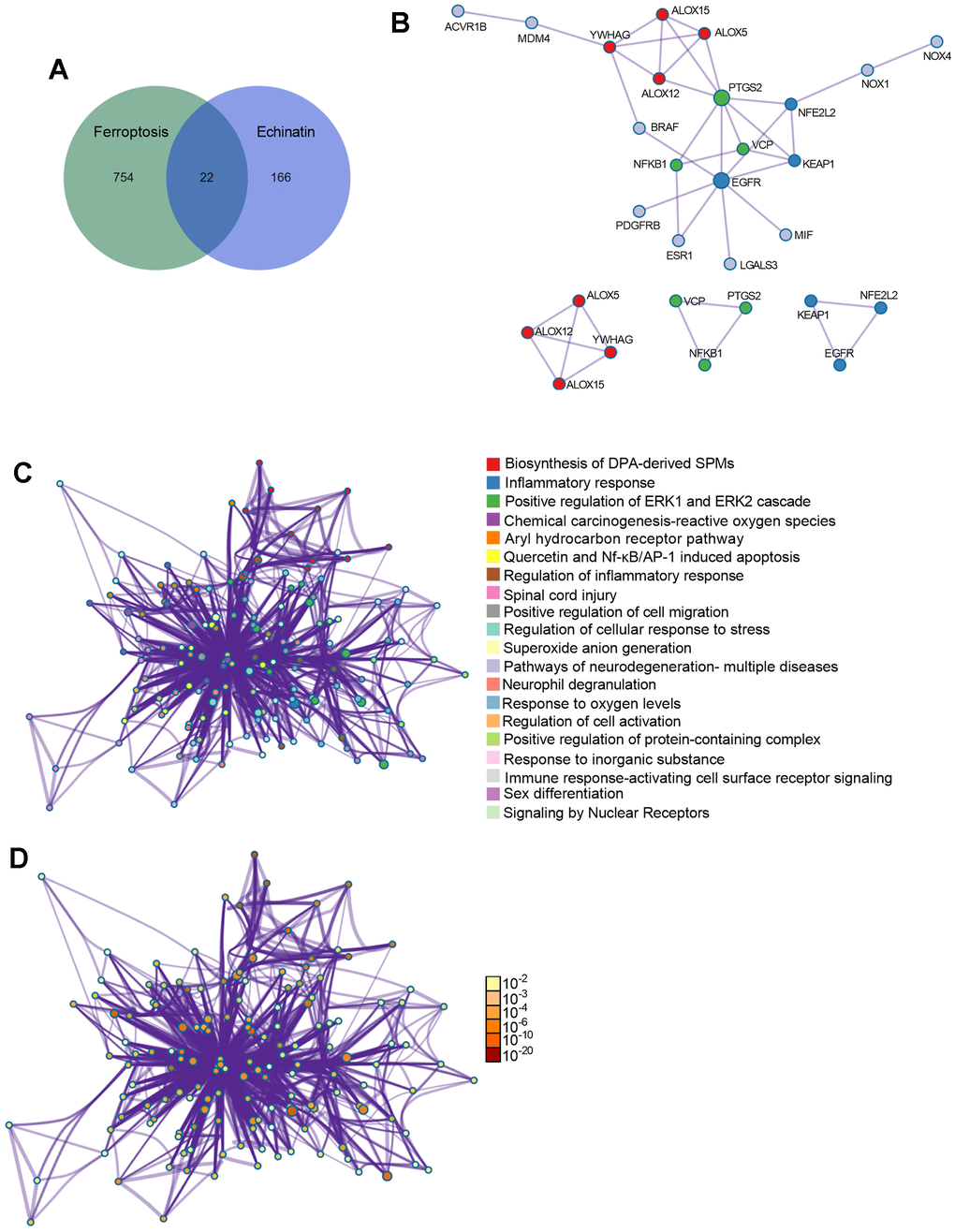 The co-differentially expressed genes in Echinatin and ferroptosis. (A) The Venn graph of overlap genes in both Echinatin and ferroptosis. (B) PPI network and key functional modules of Echinatin against ferroptosis. The enrichment of overlap genes using the Metascape database. Network of enriched terms: (C) colored by cluster ID, where nodes that share the same cluster ID are typically close to each other; (D) colored by p-value, where terms containing more genes tend to have a more significant p-value.