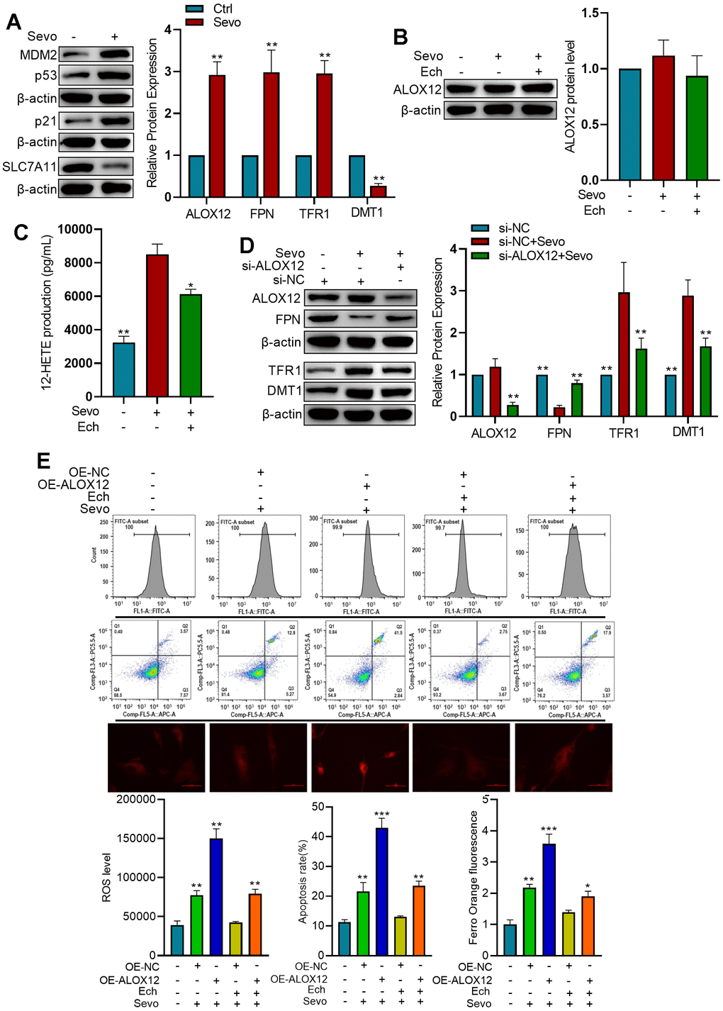 Echinatin inhibits sevoflurane-induced ferroptosis via ALOX12. (A) HT22 cells were exposed to either sevoflurane or control conditions. Protein levels of p53, p21, and SLC7A11 were measured by western blot. Compared with the Ctrl group, **PB) HT22 cells were subjected to Echinatin treatment (40 μM) for a duration of 24 hours, followed by exposure to sevoflurane or control conditions. Protein level of ALOX12 was measured by western blot. (C) ALOX12 activity was measured by detecting 12-HETE levels by ELISA. Compared with the Sevo group, *PD) HT22 cells infected with shRNA-control (si-NC) lentivirus or shRNA-ALOX12 (si-ALOX12) lentivirus, followed by exposure to sevoflurane or control conditions. Protein levels of ALOX12, FPN, TFR1, and DMT1 were measured by western blot. Compared with the Sevo+si-NC group, *PE) HT22 cells were infected with lentiviruses carrying either the overexpression control (OE-NC) or ALOX12 overexpression (OE-ALOX12) constructs, and subsequently subjected to Echinatin treatment (40 μM) followed by exposure to sevoflurane. Cell apoptosis and ROS levels were measured using flow cytometry. Intracellular Fe2+ detected by FerroOrange. Compared with indicated group, **P