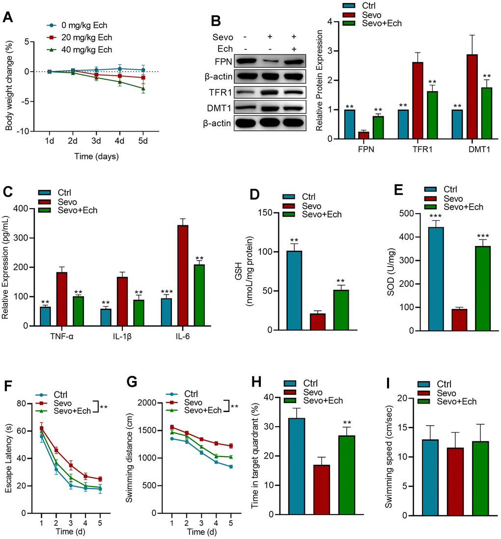 Echinatin enhances learning and memory capabilities of mice exposed to sevoflurane. (A) Changes in mice body weight after injection of different concentrations of Echinatin. For in vivo experiments, mice exposed to sevoflurane (3%) were intraperitoneally administered Echinatin at a dose of 20 mg/kg. (B) Protein levels of FPN, TFR1, and DMT1 in hippocampal tissue were assessed using western blot analysis. (C–E) Expression levels of TNF-α, IL-1β, IL-6, GSH, and SOD in hippocampal tissue were measured by commercial kits. (F) Escape latency during Morris water maze testing. (G) Swimming distance during Morris water maze testing. (H) Time in target quadrant during Morris water maze testing. (I) Swimming velocity during Morris water maze testing. The data are presented as the mean ± SD. Ech, Echinatin; Sevo, sevoflurane. Compared with the Sevo group, **P