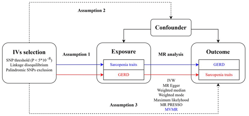 The overall flow chart of the MR study. Assumption 1 is that the genetic variants used as instrumental variables should be robustly associated with the exposure; assumption 2 is that the used genetic variants should not be associated with any confounders; and the assumption 3 is that the used instrumental variables should affect the risk of the outcome solely through the exposure, not via other pathways. GERD, gastroesophageal reflux disease; IV, instrumental variable; SNP, single nucleotide polymorphism; MR, Mendelian randomization; MR-PRESSO, Mendelian randomization pleiotropy residual sum and outlier; IVW, inverse variance weighted; MVMR, multivariable Mendelian randomization.