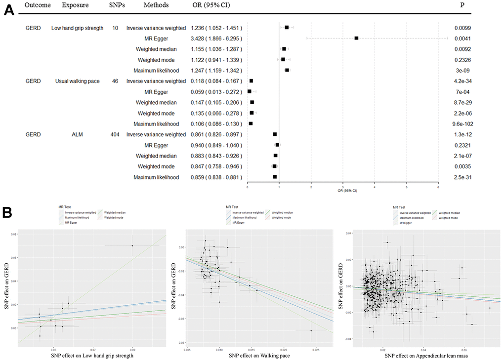 Causal effects of sarcopenia traits on gastroesophageal reflux disease. (A) Forest plot for causal effects of sarcopenia traits on gastroesophageal reflux disease. (B) Scatter plot for causal effects of low hand grip strength, usual walking pace, and appendicular lean mass on gastroesophageal reflux disease, respectively. Analyses were performed by using the Inverse variance weighted, MR Egger, Weighted median, Weighted mode, and Maximum likelihood methods. The slope of each line corresponds to the estimated MR effect per method. GERD, gastroesophageal reflux disease; ALM, appendicular lean mass; MR, Mendelian randomization; SNP, single nucleotide polymorphism.