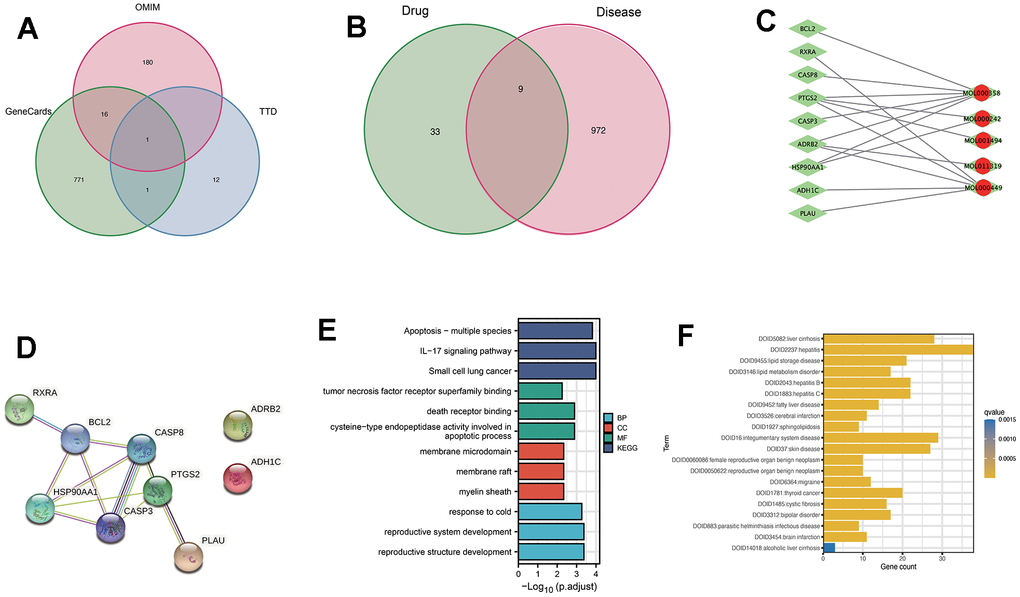 Analysis of the active ingredients of Ranunculus ternatus Thunb and liver fibrosis causative genes through network pharmacology. (A) Genecards, TTD and OMIM databases of disease-related genes, taken as a concatenation. (B) Drug targets and disease targets taken as intersection results. (C) Compound-target network. Red dots represent activities contained in cataplasma. Green rhombus represents targets. (D) Set the minimum required interaction score to 0.4 and draw a PPI network diagram. (E) Target genes were subjected to GO and KEGG analysis, focusing on the apoptotic pathway. (F) DO enrichment for the active ingredient of Ranunculus ternatus Thunb herb, β-sitosterol.