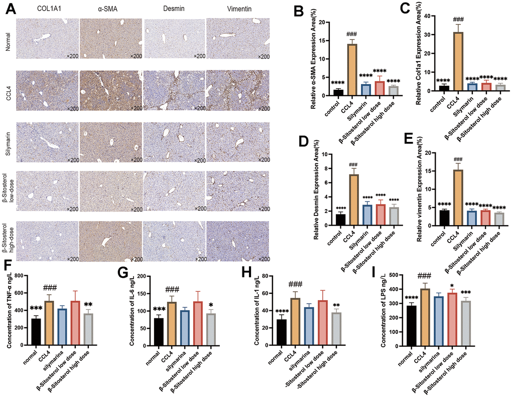 β-sitosterol attenuates fibrosis markers and serum inflammatory markers in CCL4 model mice. (A) Differential protein expression of the liver fibrosis markers COL1A1, α-SMA, Desmin and Vimentin by immunohistochemistry. (B–E) Relative expression area of fibrosis markers, showing representative results from 6 independent replicate trials (n = 6). Compared to CCL4; * P F–I) Expression level of LPS, TNF-α, IL-1and IL-6 proteins in the serum of CCL4-induced mice (n=6) compared with control mice, β-sitosterol low-dose and β-sitosterol high-dose (Corn, n=6, β-sitosterol low-dose, n=6, β-sitosterol high-dose, n=6) measured by ELISA assay. Compared to CCL4; * P 