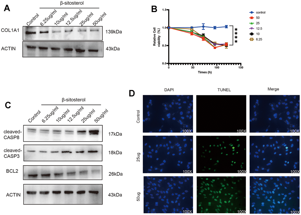 β-sitosterol alleviates liver fibrosis by promoting LX-2 apoptosis. (A) COL1A1 was reduced after treating LX-2 with different doses of β-sitosterol for 48 h, showing concentration dependence. (B) Cellular activity was measured at different time points after treatment of LX-2 cells with different doses of β-sitosterol. (C) Cells treated with different doses of β-sitosterol were assayed for CASP8, cleaved-CASP8, CASP3, cleaved-CASP3 as well as BCL2 by WB. (D) After treatment of LX-2 cells with β-sitosterol, staining for TUNEL (green) and 4′,6-diamidino-2-phenylindole (DAPI) scale bar, 100 μm.