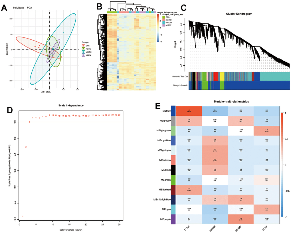 Quality control of samples was done to determine RNA quantity and weighted gene co-expression network analysis (WGCNA) was performed using an R package of WGCNA for finding modules of highly correlated genes. (A, B) PCA plot and heat map. The results suggest that CCL4 is clearly distinguished spatially from the other three groups. (C) Gene dendrogram and modules before merging. (D) Optimal soft threshold is 3. (E) Pearson correlation analysis of the combined modules and individual subgroups. The blue module had the highest correlation coefficient with the CCL4 group.