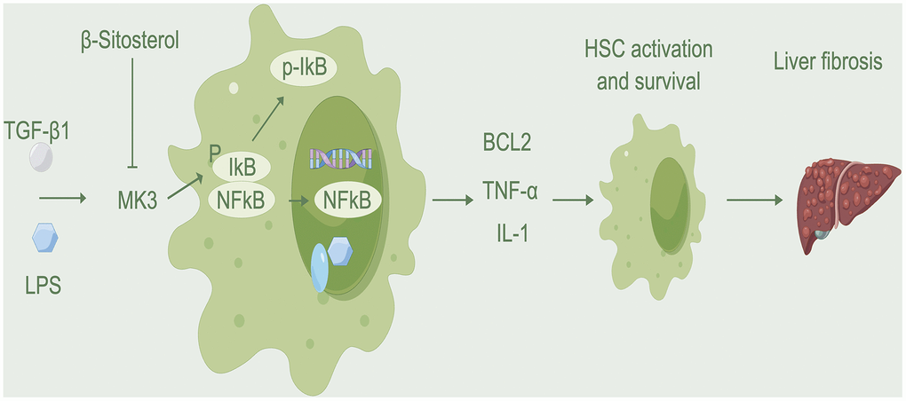 Mechanism diagram. β-sitosterol inhibits the binding of MK3 to IκB, reduces the activation of MK3 and IκB, promotes HSC apoptosis, and alleviates liver fibrosis.