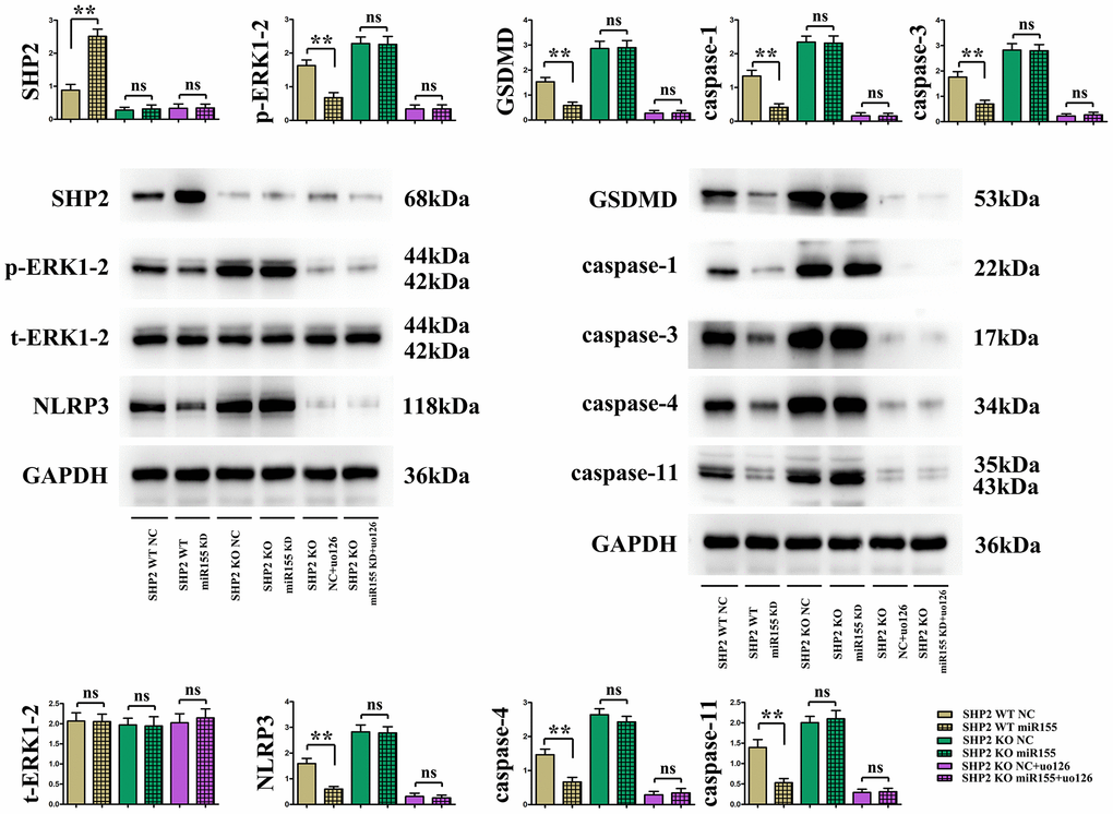 Protein expression of SHP2, p-ERK1/2, t-ERK1/2, NLRP3, GSDMD, caspase-1, caspase-3, caspase-4, caspase-11 in cardiomyocytes.