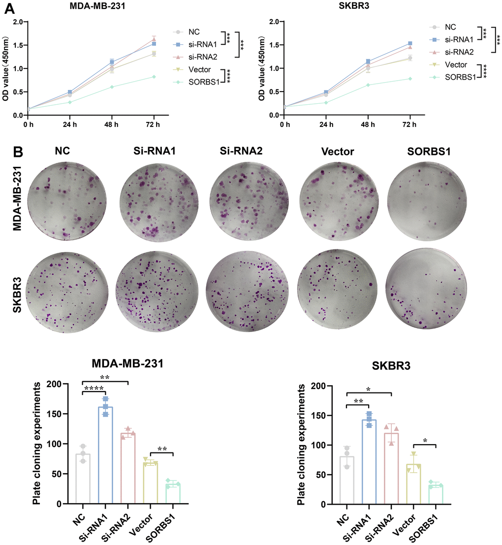 SORBS1 inhibits proliferation of MDA-MB-231 and SKBR3 cells. MDA-MB-231 and SKBR3 cells were transfected with SORBS1 overexpression plasmid and siRNA for 48 h. (A) Changes in cell viability of MDA-MB-231 and SKBR3 cells were detected by CCK8, and (B) changes in proliferative capacity of MDA-MB-231 and SKBR3 cells after 48 h of transfection were detected by clone formation assay (the CCK8 experiment counted the experimental results for 72 h, *P **P ***P ****P 
