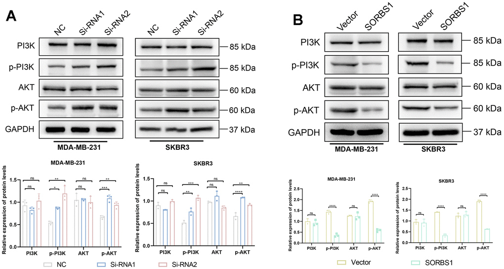 SORBS1 inhibits the PI3K/AKT signaling pathway. (A) The expression of PI3K, p-PI3K, AKT, and p-AKT proteins was detected by Western blot assay in MDA-MB-231 cells. (B) Expression of PI3K, p-PI3K, AKT, p-AKT proteins was detected by Western blot assay in SKBR3 cells. (*P **P ***P ****P 