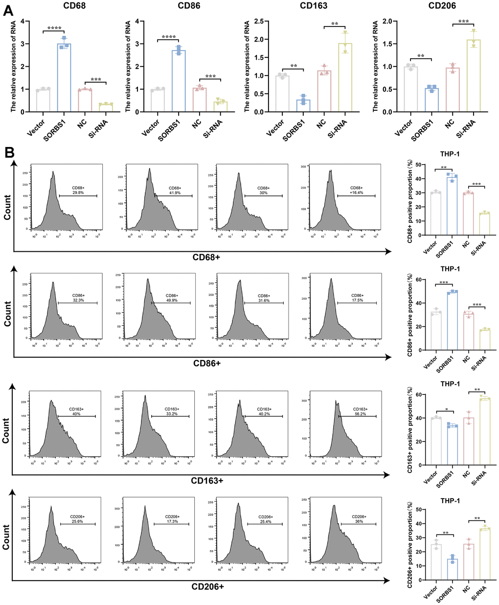 SORBS1 induces M1-type polarization in THP-1 cells. After transfection of induced differentiated THP-1 cells with SORBS1 overexpression plasmid and siRNA for 48 h. (A) Expression levels of CD68, CD86, CD163, and CD206 mRNAs were detected by QPCR assay. (B) Changes in the proportions of CD68+, CD86+, CD206+ and CD163+ were detected by flow assay in THP-1 cells after different treatments. (*P **P ***P ****P 
