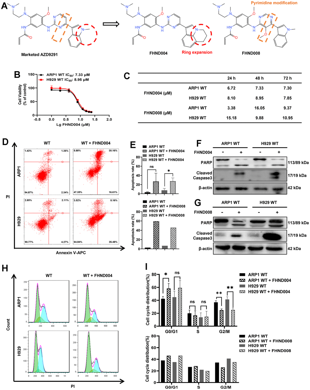 FHND004 and FHND008 inhibit cellular proliferation in MM cell lines. (A) The chemical structure of FHND004 and FHND008 were modified from the marked third-generation EGFR-TKI AZD2921. (B, C) Effects of FHND004 and FHND008 on viability of ARP1 WT and H929 WT cells. (D) Effects of 24 h treatment with FHND004 (4 μM) on cell apoptosis of ARP1 WT and H929 WT cells were determined by flow cytometry. (E) The apoptotic rate of ARP1 WT and H929 WT cells after 24 h treatment with FHND004 (4 μM) and FHND008 (4 μM) was determined quantitatively as histograms. (F, G) The expressions of PARP, cleaved caspase-3 and β-actin were detected by WB analysis after 24 h treatment with FHND004 (4 μM) and FHND008 (4 μM). (H) Effects of 48 h treatment with FHND004 (4 μM) on the cell cycle phases distribution of ARP1 WT and H929 WT cells was determined by flow cytometry. (I) The distributions of different cell cycle phases of ARP1 WT and H929 WT cells after 48 h treatment with FHND004 (4 μM) and FHND008 (4 μM) were determined quantitatively. The data of FHND004 were expressed as the mean ± SD; p p p 