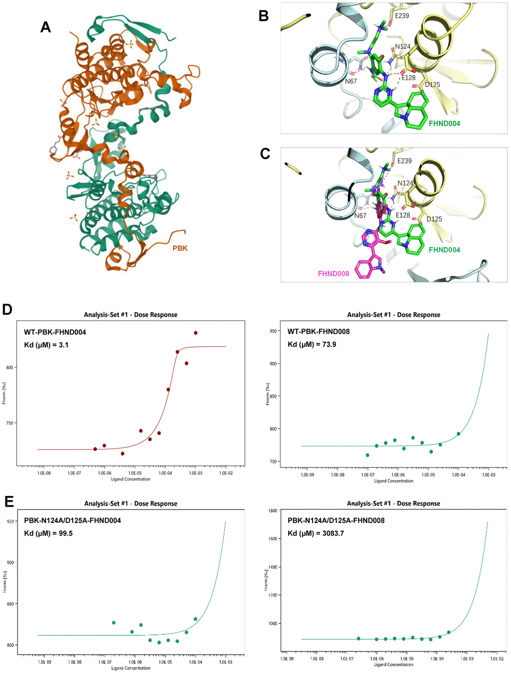 The affinity of FHND004 to PBK protein is better than FHND008. (A) The structure of PBK (PDB: 5J0A). (B, C) The molecular docking of FHND004 and FHND008 with PBK. The green stick in B is FHND004, the red stick in C is FHND008, the PBK is represented by a yellow cartoon, and the hydrogen bond is represented by a dotted line. (D) MST results of FHND004 and FHND008 on PBK wild type. The results showed that the affinity between FHND004 and PBK was better than that of FHND008. (E) MST results after double mutation of N124A and D125A in PBK. The results showed that the affinity of PBK double mutation to FHND004 and FHND008 was significantly decreased.