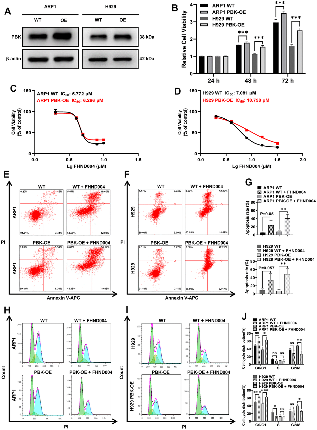 FHND004 targets PBK to inhibit MM cell proliferation. (A) WB analysis confirmed that PBK-OE MM cells were constructed successfully verified. (B) The proliferation of PBK-OE and PBK-WT cells was detected by CCK-8. (C, D) Effects of 48 h treatment with FHND004 on the viability of ARP1 (C) and H929 (D) WT and PBK-OE cells. (E–G) Effects of 24 h treatment with FHND004 (4 μM) on the apoptosis of ARP1 (E) and H929 (F) WT and PBK-OE cells. (H–J) Effects of 48 h treatment with FHND004 (4 μM) on the cell cycle phases of ARP1 (H) and H929 (I) WT and PBK-OE cells. The data were expressed as the mean ± SD, n = 3; p p p 