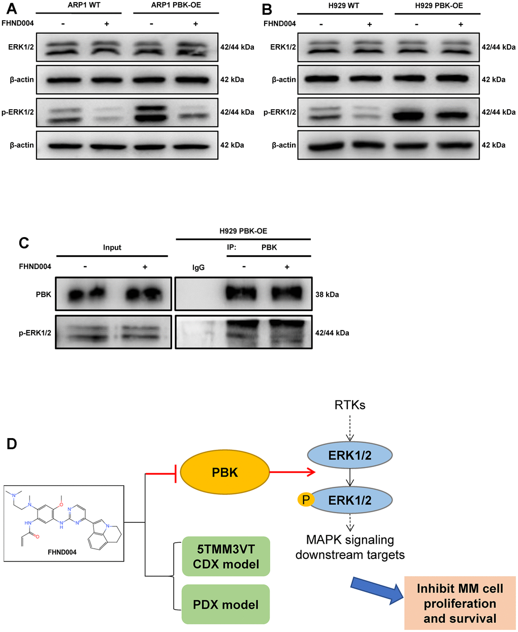 FHND004 targets PBK leading to the inhibition of ERK1/2 phosphorylation in the MAPK pathway. (A, B) WB validated the protein expression profiles of ERK1/2 and p-ERK1/2 in PBK-WT and PBK-OE cells with or without treatment of FHND004 (4 μM) (A: ARP1, B: H929). n = 3. (C) Co-IP assay revealed that FHND004 (4 μM) interfered with the interaction between PBK and p-ERK1/2 in H929 PBK-OE cells. (D) Schematic diagram of the mechanism of FHND004 targeting PBK in MM.