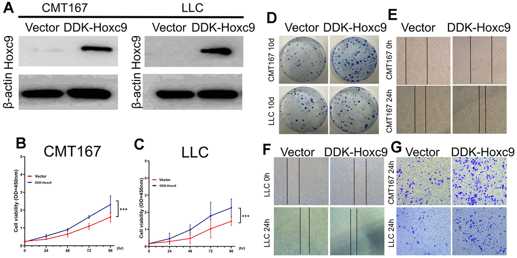 Overexpression of Hoxc9 elicited a promotive role in tumor cells progression. (A) Confirmation of Hoxc9 overexpression in two cell lines with WB. (B, C) Significantly higher cell viabilities were observed in the DDK-Hoxc9 groups of CMT and LCC. (D–F) Overexpression of Hoxc9 resulted in a more counts of colony and wider remaining wound (200 μm). (G) Overexpression of Hoxc9 resulted in more invasive counts of cells (100 μm). (*P
