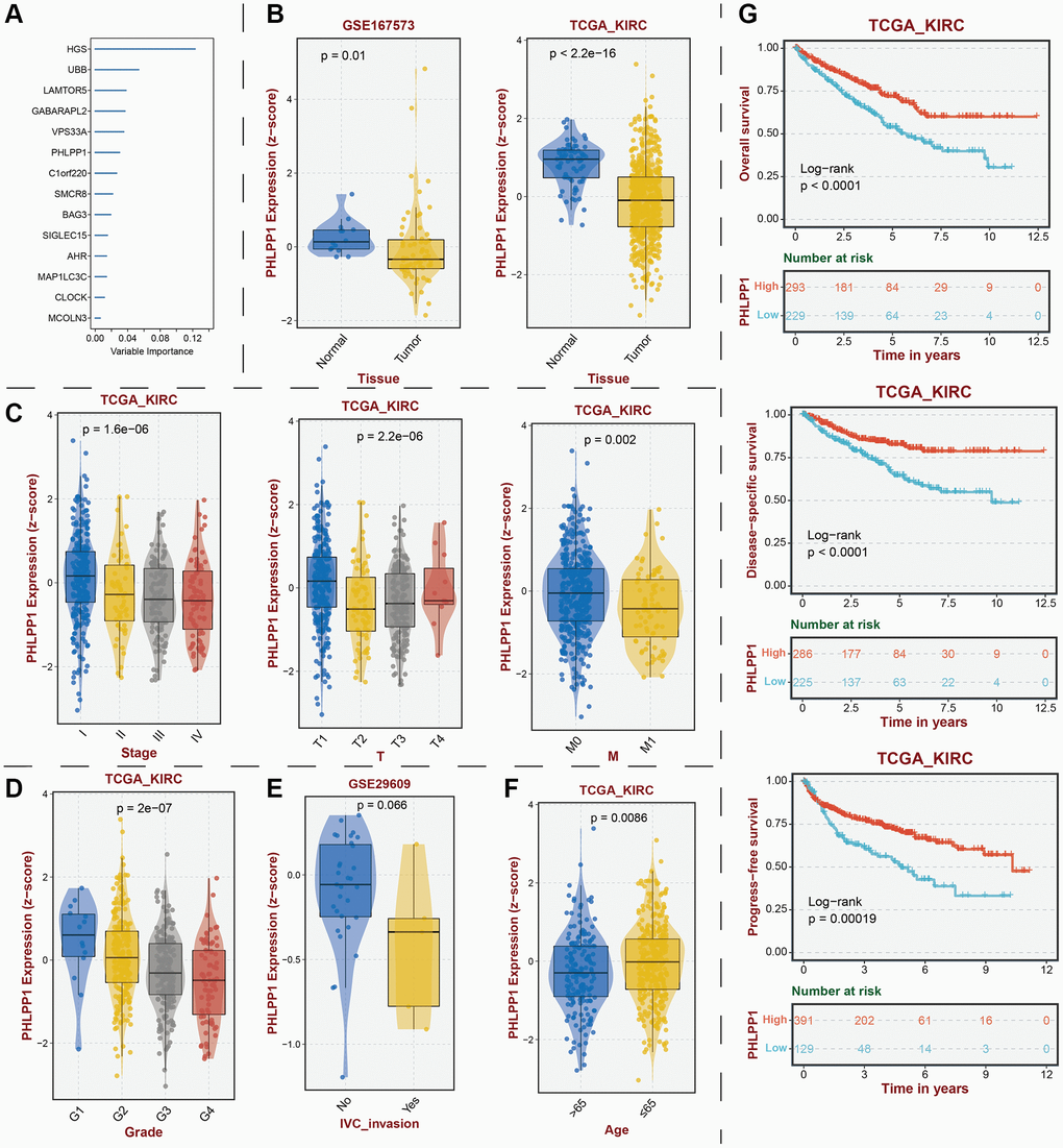Identification of key protective protein PHLPP1 in KIRC. (A) Prognostic contribution of model genes predicted by random forest algorithm. (B) Transcriptomic expression levels of PHLPP1. (C) Association between PHLPP1 expression levels and tumor stage. Association of PHLPP1 expression levels with (D) grade, (E) IVC invasion, and (F) age. (G) Association of PHLPP1 expression levels with prognostic indicators for KIRC. Abbreviations: KIRC: kidney renal clear cell carcinoma; IVC: Inferior Vena Cava.