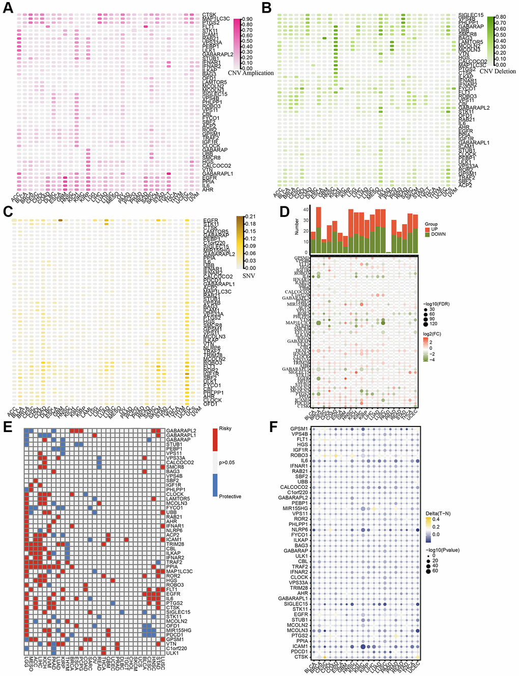 Pan-cancer characteristics of 50 LDCD-RGs. (A, B) Depiction of CNV mutations (gain and loss frequencies) within the cohort of LDCD-RGs manifesting in human tumors. (C) Heatmap was utilized to depict the SNV data of the LDCD-RGs in human tumors. (D) Depiction of mRNA expression magnitudes for LDCD-RGs. (E) Survival landscape assessment was performed on the set of LDCD-RG in human cancers. Genes displaying a P-value exceeding 0.05 are depicted in white, blue represents protective, red represents risk. (F) The methylation landscape governing LDCD-RGs in human tumors. Abbreviations: LDCD-RGs: LDCD-related genes; CNV: Copy Number Variation.