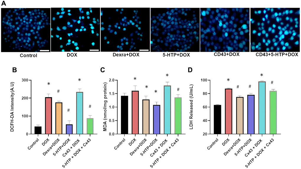 5-HTP significantly improves doxorubicin-induced oxidative damage in H9c2 cells. (A) Fluorescence microscopy image of intracellular calcium ions, bar = 100 μm; (B) DCFH-DA probe detects reactive oxygen species in each group of cells; (C) Intracellular MDA levels in different treatment groups; (D) LDH release in the supernatant is shown. *P #P 