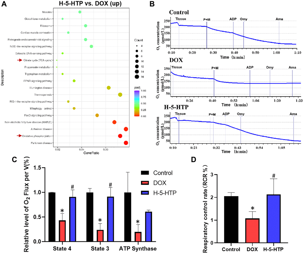 5-HTP significantly improves doxorubicin-induced mitochondrial dysfunction in mice hearts. (A) Scatter plot of KEGG enrichment analysis of upregulated genes by H-5-HTP group; (B) Changes in oxygen consumption in mouse heart tissue in the different intervention groups; (C) Respiration rate of mouse heart tissue in state 4, state 3 and after addition of oligomycin in different treatment groups; (D) Changes in control rate of mouse heart respiration. *P #P 