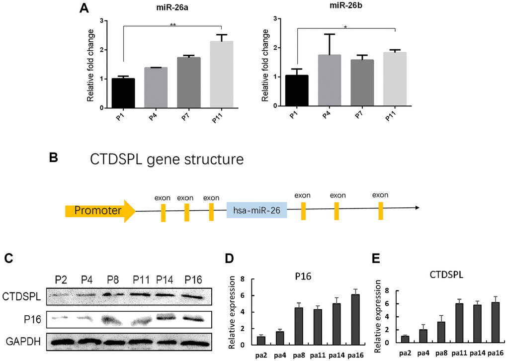 miR-26a/b and CTDSPL expression were up-regulated following senescence of UCMSCs. (A) Quantitative RT-PCR assay was performed to detect miR-26a and miR-26b expression in UCMSCs. (B) Gene structure of CTDSPL. (C) Western blot assay was performed to detect CTDSPL expression in UCMSCs. (D) The expression of P16 was quantized. (E) CTDSPL was also quantized. *p **p 
