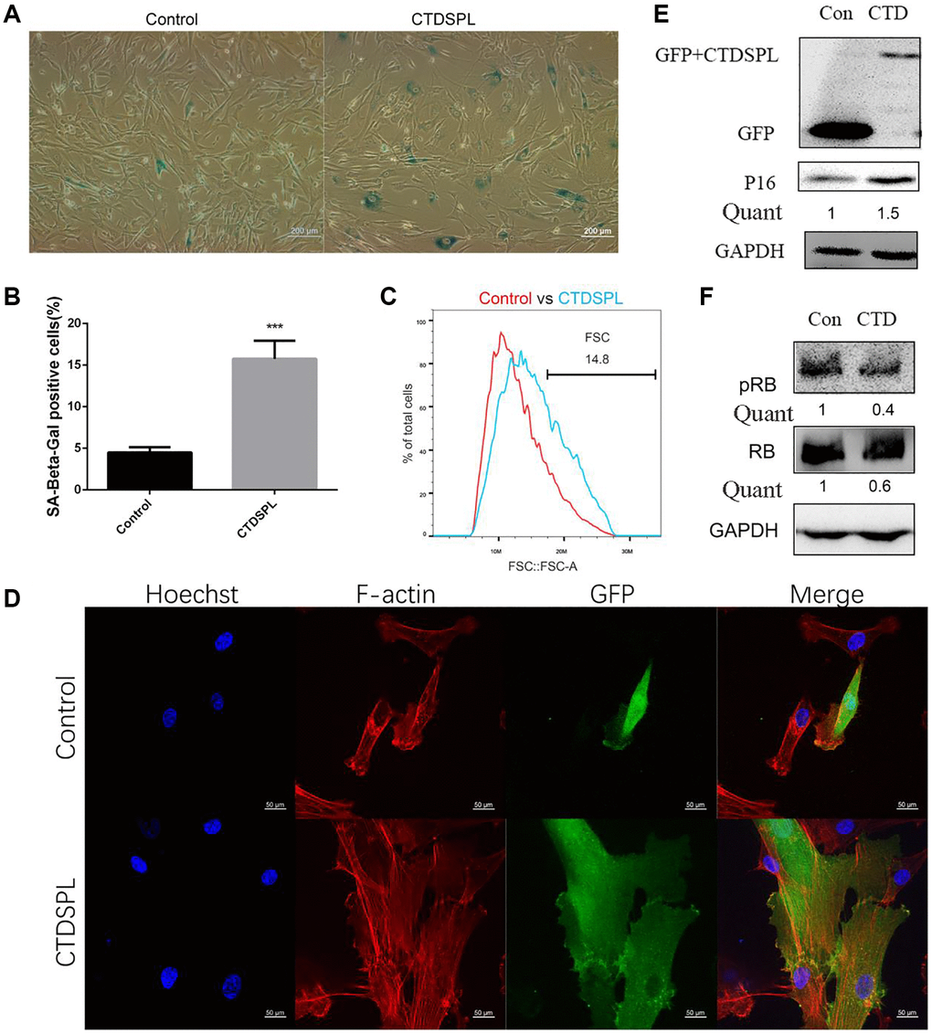 Over-expression of CTDSPL induced premature senescence of UCMSCs. (A) SA-β-gal staining of control and CTDSPL over-expressed UCMSCs. (B) SA-β-gal positive cells were quantified (n = 3). (C) Morphology changes were quantified by flow cytometry. (D) Representative confocal microscopy images of GFP tagged control or CTDSPL transfected UCMSCs. F-actin was labeled with Alexa Fluor 633 conjugated phalloidin; nuclei were stained with Hoechst 33342. (E) Western blot assay of p16 expression after transfected with control or CTDSPL plasmid. (F) Western blot assay of RB and pRB expression after transfected with control or CTDSPL plasmid. ***p 