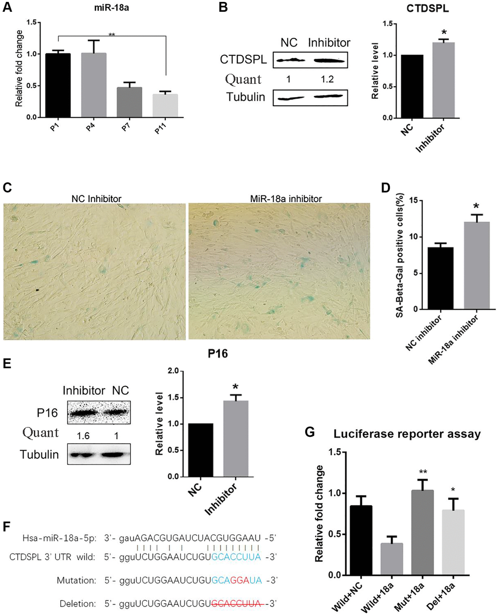 Inhibition of miR-18a-5p induced premature senescence of UCMSCs. (A) Relative expression of miR-18a-5p following passaging was analyzed by quantitate RT-PCR. (B) Western blot assay of CTDSPL expression after miR-NC inhibitor or miR-18a-5p inhibitor transfection. (C) SA-β-gal staining of UCMSCs transfected with miR-NC inhibitor or miR-18a-5p inhibitor. (D) SA-β-gal positive cells were quantified (n = 3). (E) Western blot assay of p16 expression in UCMSCs after miR-NC or miR-18a-5p inhibitor transfection. (F) Schematic representation of the reporter plasmids psiCHECK2-CTDSPL-3UTR-Wild, psiCHECK2-CTDSPL-3UTR-Mutation and psiCHECK2-CTDSPL-3UTR-Delation. (G) Luciferase reporter assay was performed to verify the direct repression of CTDSPL by miR-18a-5p. *p **p 