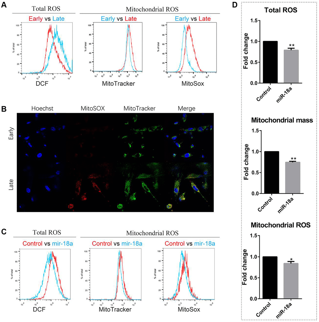 miR-18a-5p overexpression reduced ROS levels of late passaged UCMSCs (passage 11). (A, B) Total ROS, mitochondrial mass and mitochondrial ROS levels of early and late passaged UCMSCs were detected by flow cytometry (A) and confocal microscope (B). (C) Flow cytometry analysis of the total ROS, mitochondrial mass and mitochondrial ROS levels of miR-18a-5p and control lentivirus vector transduced UCMSCs and (D) relative fluorescence intensity of miR-18a-5p overexpressing groups relative to control groups were quantified (n = 3). *p **p 