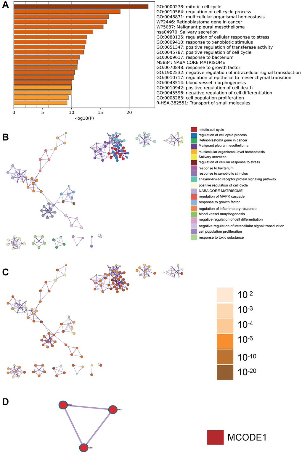 Metascape enrichment analysis. (A) GO has positive regulation of mitotic cell cycle, homeostasis in multicellular organisms and cell cycle. (B–D) Enrichment networks colored by enrichment terms; enrichment networks colored by p-values; Metascape enrichment analysis. Visually represent the correlation and confidence of each enrichment project.