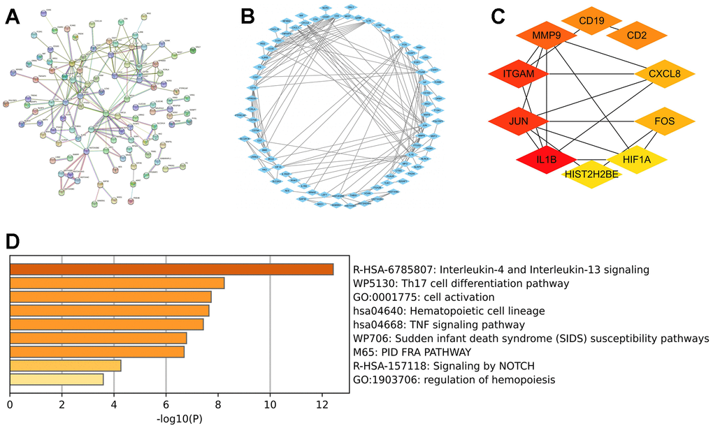 Hub gene analysis. (A) Construction of PPI network for DEGs through STRING database. (B) The PPI network was optimized by Cytoscape software. (C) Ten hub genes were filtered out per the degree method utilizing the Cytoscape’s cytoHubba plugin. (D) Enrichment analysis of 10 hub genes was performed by Metascape database. Abbreviations: PPI, protein-protein interaction; DEGs, differentially expressed genes.