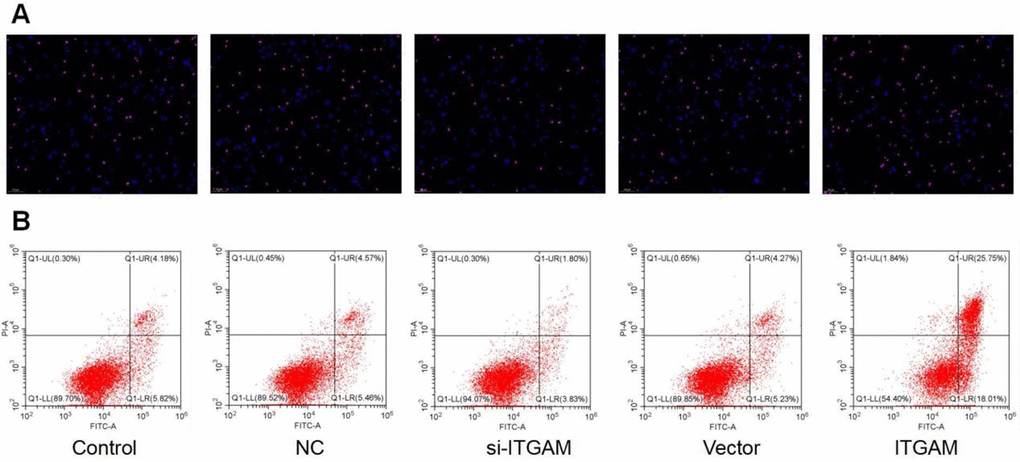 TUNEL and flow cytometry analysis. TUNEL analysis of ITGAM in different settings including si-ITGAM, NC, Vector, ITGAM and control. (A) TUNEL analysis of ITGAM. (B) Flow cytometry analysis.