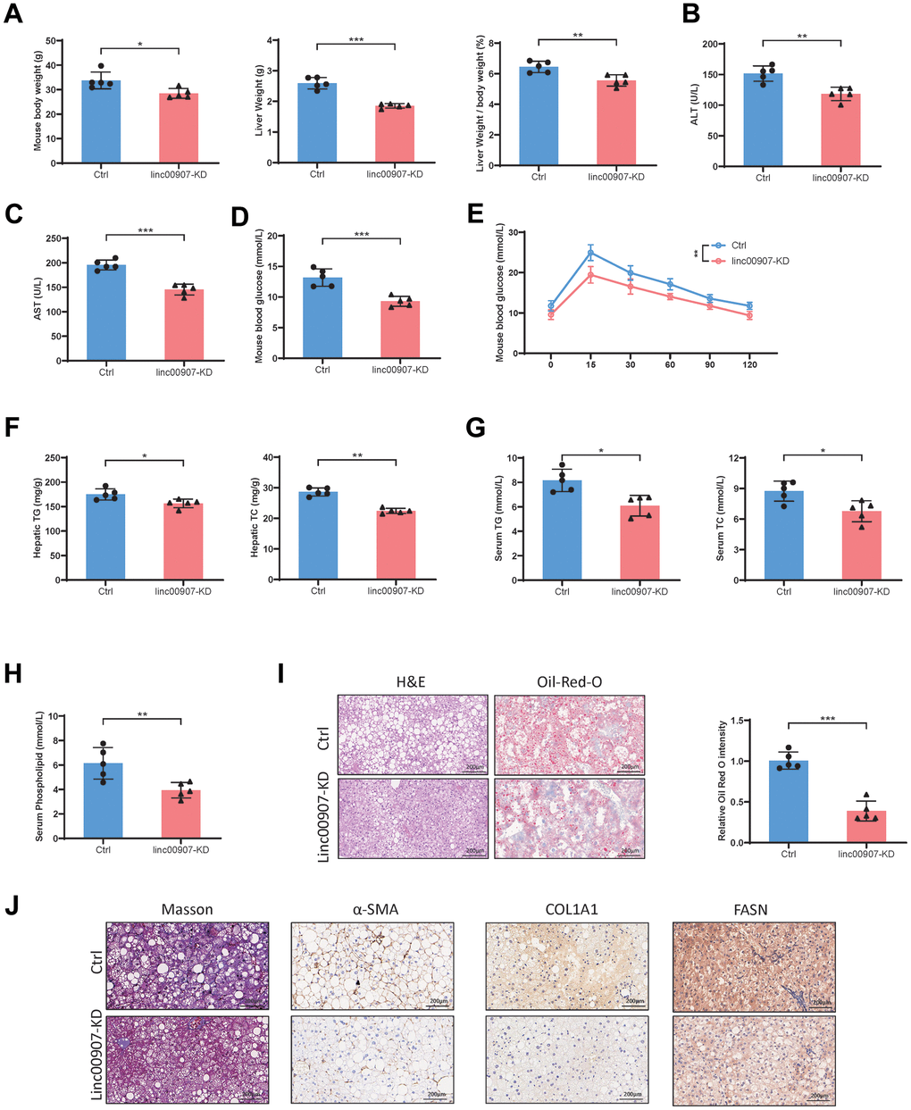 Knockdown of linc00907 alleviates NASH symptoms in HFHC diet mouse model. (A) Linc00907 knockdown results in lower body and liver weights, with a reduced liver/body weight ratio; (B) linc00907 knockdown leads to a reduction in serum ALT levels in mice; (C) linc00907 knockdown leads to a reduction in serum AST levels in mice; (D) mice in the knockdown group displayed lower blood glucose levels; (E) the OGTT confirmed higher glucose tolerance in linc00907 knockdown mice; (F) total triglyceride and total cholesterol levels in liver were lower in the knockdown group; (G) TG and TC levels in blood were lower in the knockdown group; (H) the serum phospholipid levels were also lower in the knockdown group; (I) H&E and Oil Red O staining of liver tissues; (J) α-SMA, Masson, COL1A1 and FASN staining of liver sections.