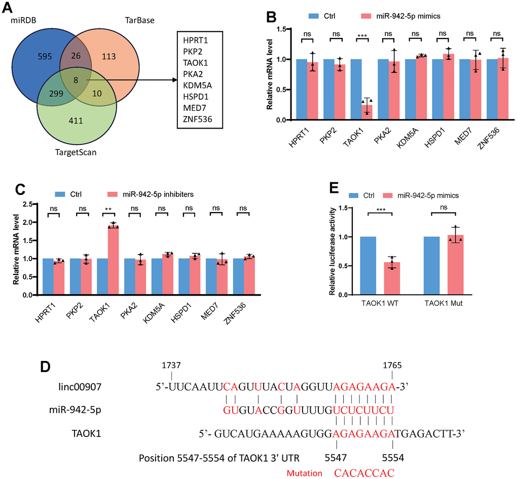 TAOK1 identified as a downstream target of miR-942-5p. (A) miRDB, TarBase, and TargetScan databases were used to predict the downstream target genes of miR-942-5p; (B) overexpression of miR-942-5p downregulated the mRNA levels of TAOK1; (C) following knockdown of miR-942-5p, an elevation in the mRNA levels of TAOK1 was observed; (D) the predicted specific binding sequence between miR-942-5p and TAOK1; (E) a dual-luciferase assay confirmed the binding of miR-942-5p and TAOK1.