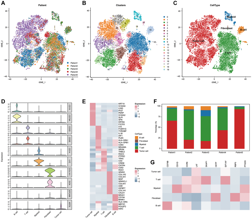 Integrated scRNA-seq analysis of tumor tissues from CESC patients. (A) t-SNE visualization of 20,117 single cells passed quality controls, colored by three CESC patients. (B) Unsupervised clustering of 20,117 cells. (C) t-SNE visualization of major cell types. (D) Violin plot showing the expression levels of conventional gene signatures. (E) Heatmap for gene expression levels of top ten cell-type-specific genes. (F) Bar plot showing the cellular components of each CESC patients. (G) Heatmap showing the expression of nine TLS signatures of the five major cell types.