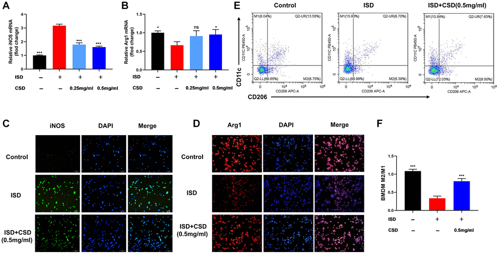 CSD restores macrophage balance in vitro. (A) iNOS mRNA levels in RAW264.7 cells; (B) Arg1 mRNA levels in RAW264.7 cells; (C) Fluorescence expression of iNOS in RAW264.7 cells, 100X magnification; (D) Fluorescence expression of Arg1 in RAW264.7 cells, 100X magnification; (E) Flow cytometry diagram of M1 and M2 in BMDMs; (F) M2/M1 cell ratio in BMDMs. The data represented as mean ± SD of three independent experiments. Abbreviation: ns: no significance. *p ***p 